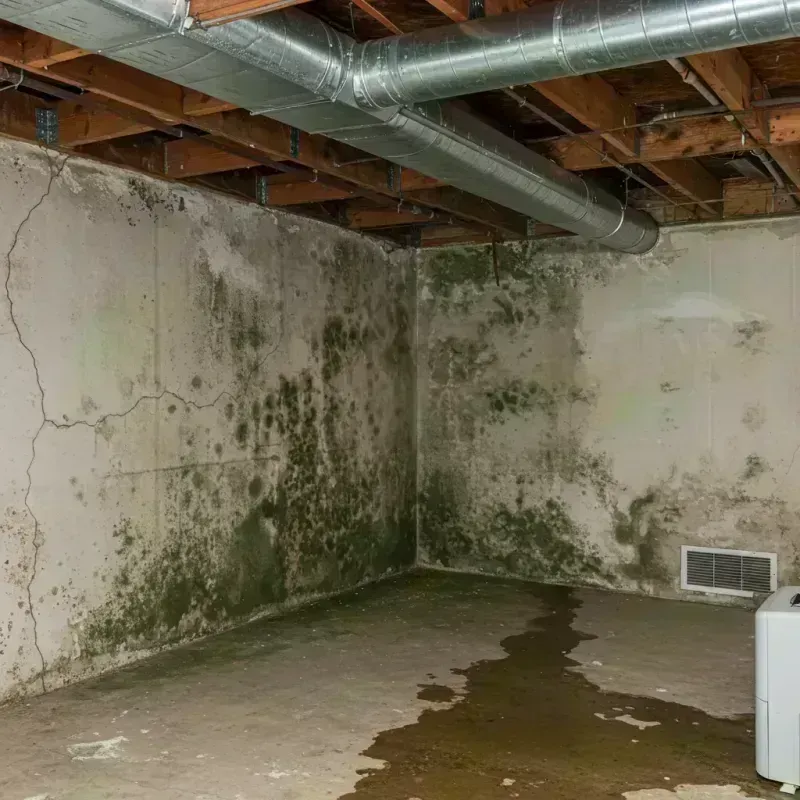 Professional Mold Removal in Pontoon Beach, IL